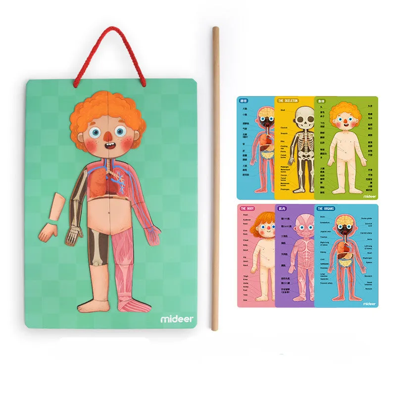 Body Magnetic Puzzle