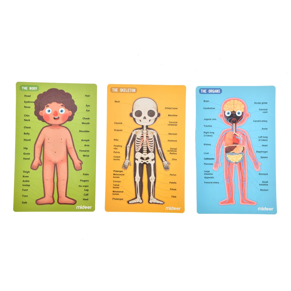 Body Magnetic Puzzle