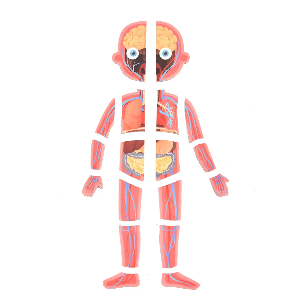 Body Magnetic Puzzle