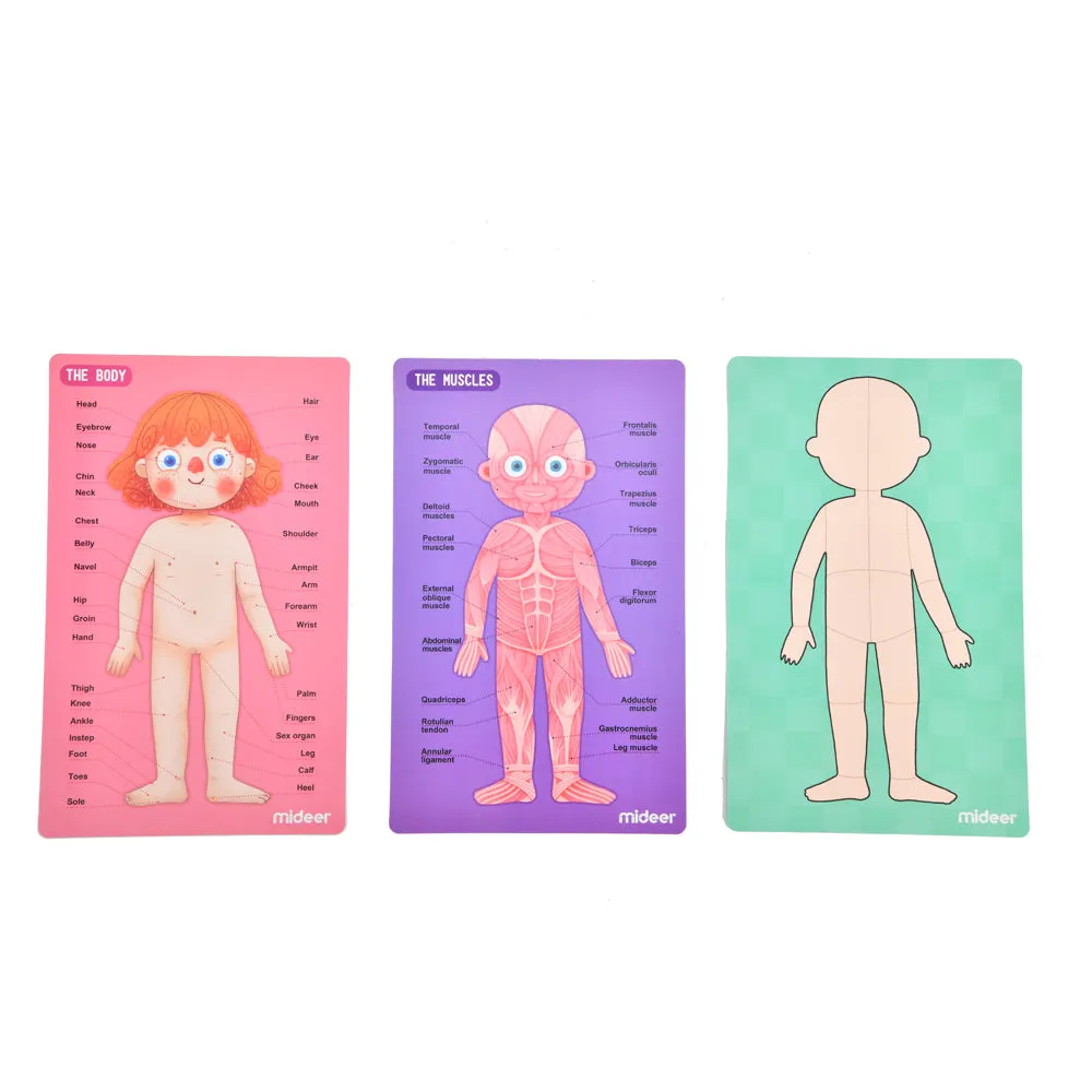 Body Magnetic Puzzle